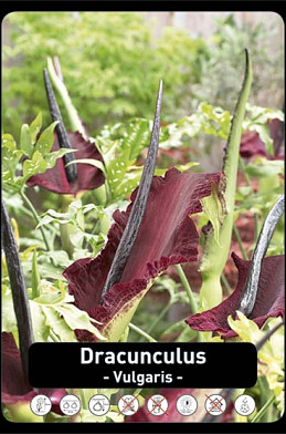 Dracunculus Vulgaris x20 .