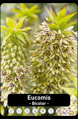 Eucomis Bicolor   x 20 24/+