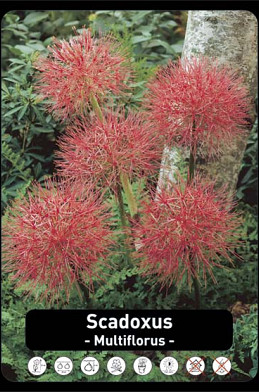 Heamathus (Scadoxus) x20 18/+