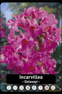 Incarvillea Rose x20 I .