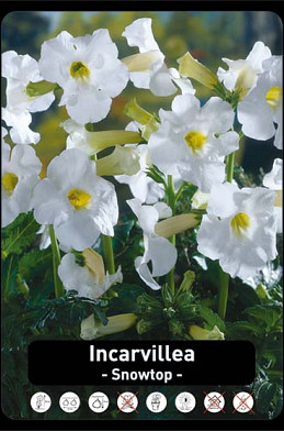 Incarvillea Snowtop x20 I .