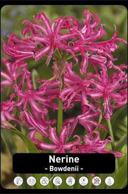 Nerine Bowdenii x50 16/+