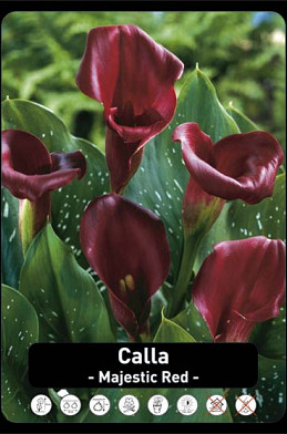 Zantedeschia Majestic Red x25 24/+