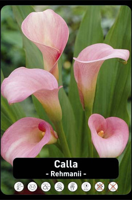 Zantedeschia Rehmanii x25 24/+