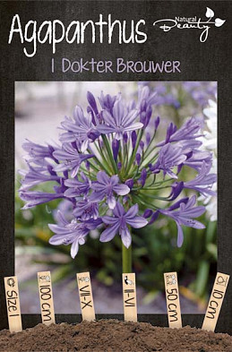 Agapanthus Dokter Brouwer x1 I