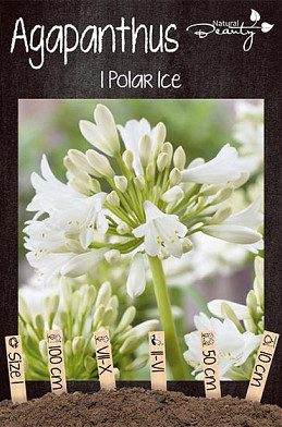 Agapanthus Polar Ice x1 I