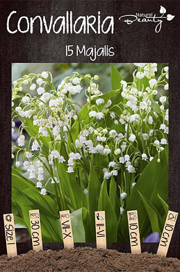 Convallaria Majalis x15 I