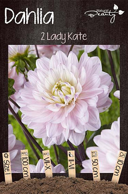 Dahlia Lady Kate x2 I