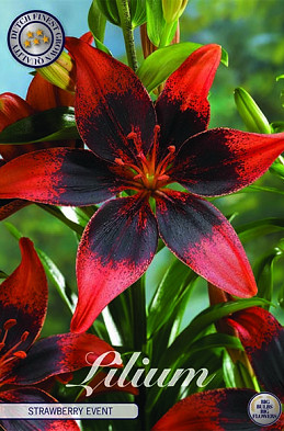 Lilium Asiatic Strawberry Event x 2 16/18