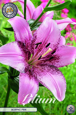 Lilium Oriental Morpho Pink x 2 16/18