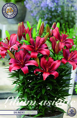 Lilium Salinero x 2 16/18