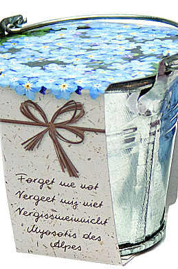 Bucket Forget me Not x36 .