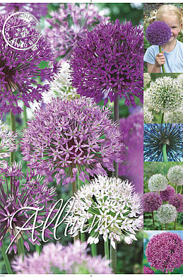 Allium 50 x 70 .