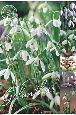 Galanthus 50 x 70 .