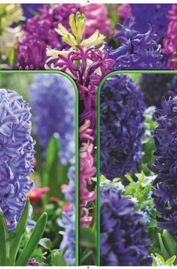 Hyacinthus 120 x 40 .