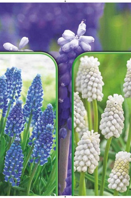 Muscari 120 x 40 .