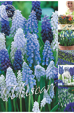 Muscari 50 x 70 .