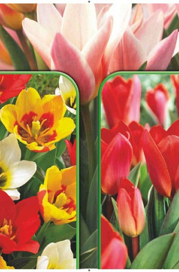 Tulipa 120 x 40 .