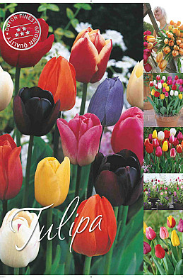 Tulipa 50 x 70 .