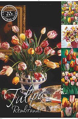 Tulipa 50 x 70 .