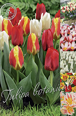 Tulipa 50 x 70 .