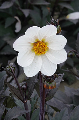 Dahlegria White I .