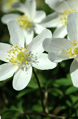 Nemorosa White .