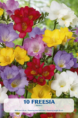 Freesia Mixed x8 5/6