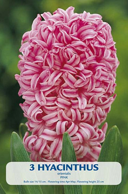 Hyacinthus Jan Bos x2 14/15