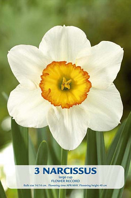 Narcissus Flower Record x3 14/16