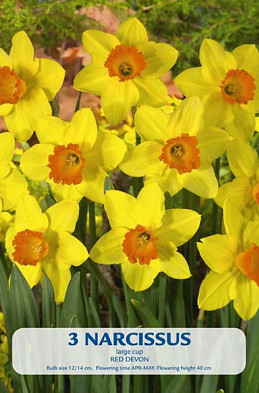 Narcissus Red Devon x3 14/16