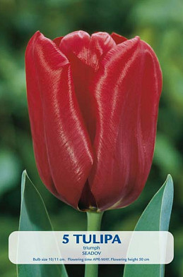 Tulipa Seadov x5 10/11