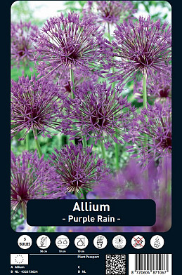 Allium Purple Rain x5 12/14