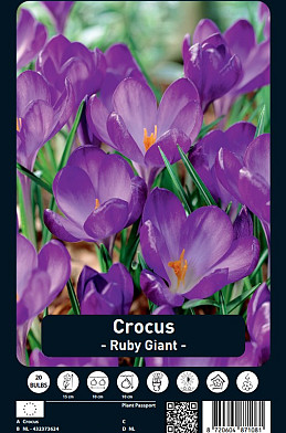 Crocus Ruby Giant x20 5/7