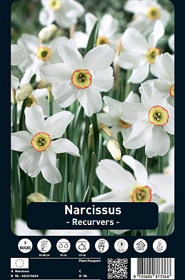 Narcissus Recurvers x5 14/16