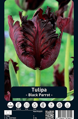 Tulipa Black Parrot x7 12/+