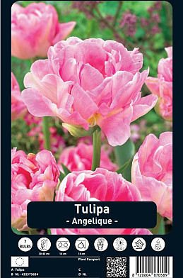 Tulipa Dance Line x7 12/+