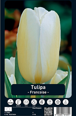 Tulipa Francoise x7 12/+