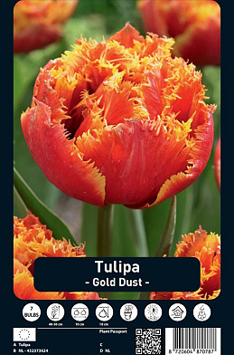 Tulipa Gold Dust x7 12/+