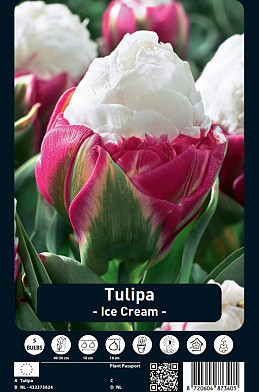 Tulipa Ice Cream x5 12/+