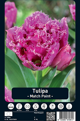 Tulipa Match Point x7 12/+