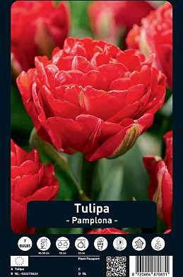 Tulipa Pamplona x7 12/+