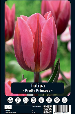 Tulipa Pretty Princess x7 12/+