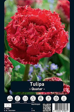 Tulipa Quatar x7 12/+