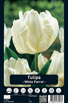 Tulipa White Parrot x7 12/+