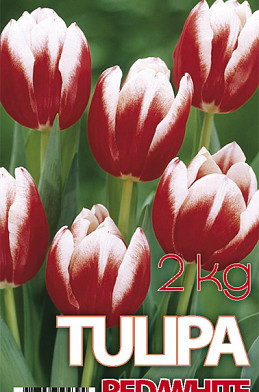 Tulp Leen v/d Mark 2 kg 12/+