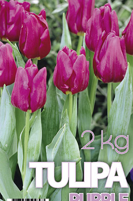 Tulp Purple Prince 2 kg 12/+