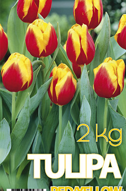 Tulp Rood/Geel 2 kg 12/+