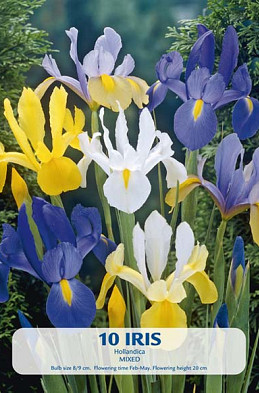 Iris Hollandica mixed  x 10 8/9