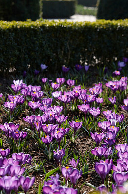 Botanisch Ruby Giant 5/7